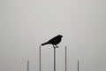 silhouette of a birdsilhouette of a birdsilhouette of a black bird on a background of a white fence