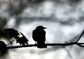 Silhouette of black bird sitting on tree branch on gray Royalty Free Stock Photo
