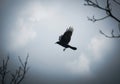 Silhouette of a black bird soaring through a cloudy sky isolated on white background Royalty Free Stock Photo