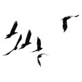 Silhouette of black birds of starlings and rooks flying in a flock in the distance on a white isolated background Royalty Free Stock Photo