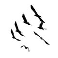 Silhouette of black birds of starlings and rooks flying in a flock in the distance on a white isolated background Royalty Free Stock Photo