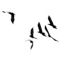 Silhouette of black birds of starlings and rooks flying in a flo Royalty Free Stock Photo