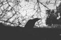 Silhouette of black creepy crow with tree branch in the background