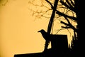 Silhouette of a black crow, raven and dried tree branches with black and yellow in istanbul. Royalty Free Stock Photo