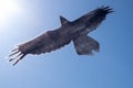 Silhouette of a black crow on a transparent surface against the blue sky and the sun. Royalty Free Stock Photo