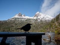 Silhouette of Black Currawong bird at Dove Lake against the view of Cradle Mountain in distance on a winter day. Tasmania, Austral