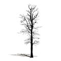 Silhouette black dead tree, natural plant sign, vector