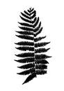 silhouette black fern, vector plant sign