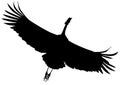 Silhouette black flying crane bird. Royalty Free Stock Photo