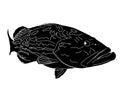 A silhouette Black Grouper fish