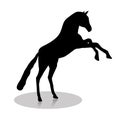 Silhouette of black horse