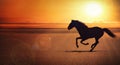 Silhouette of the black horse galloping alone on the beach