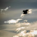 Silhouette of Black Kite, Spread Wings Flying In The Bright Sunset Sky Royalty Free Stock Photo