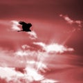 Silhouette of Black Kite, Spread Wings Flying In The Bright Sunset Sky Royalty Free Stock Photo