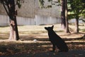 Silhouette of a black large dog among the trees Royalty Free Stock Photo