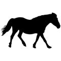 silhouette of black mustang horse vector illustration Royalty Free Stock Photo