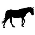 Silhouette of black mustang horse vector illustration Royalty Free Stock Photo