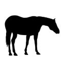 Silhouette of black mustang horse vector illustration Royalty Free Stock Photo