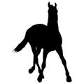 silhouette of black mustang horse vector illustration Royalty Free Stock Photo