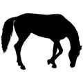 silhouette of black mustang horse vector illustration Royalty Free Stock Photo