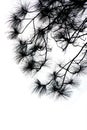 Silhouette black Pine branches tree isolate on white background Royalty Free Stock Photo