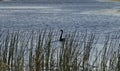 Silhouette of a black swan on a lake seen through reeds.