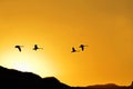 Silhouette black swans flying in clear cloudless sunset sky Royalty Free Stock Photo