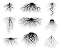 Silhouette Black Tree Roots Various Types Shapes Set. Vector Royalty Free Stock Photo