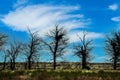 Silhouette of a black trees without leaves against a blue cloudy sky taken, a sinuous pattern of branches, a curved tree trunk Royalty Free Stock Photo