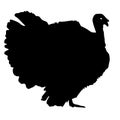 Silhouette black turkey on a white background
