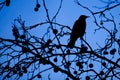 Silhouette Of A Blackbird
