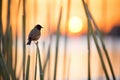 silhouette of blackbird at sunset in reeds