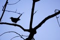 Silhouette Of A Blackbird Turdus Merula