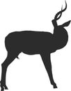 Silhouette of a blackfaced impala looking back Royalty Free Stock Photo