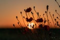 Silhouette of blooming poppies between Maastricht and Riemst in agricultural fields with wheat and grain in Vroenhoven Royalty Free Stock Photo