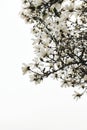 Silhouette of blooming white japanese magnolia tree branches against pale sky in park. Beautiful spring blossoms