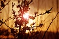 Silhouette of a blossoming apple tree branch with flare