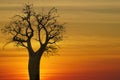 silhouette of a boab tree in the sunset Royalty Free Stock Photo