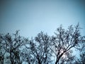 Silhouette of bodhi tree Royalty Free Stock Photo