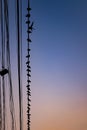 Silhouette of Bottom-up view of pigeons sitting on a wire on a warm morning