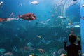 Silhouette of a boy in front of an aquarium Royalty Free Stock Photo