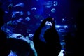 silhouette of a boy in the London aquarium with fish