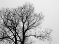 Silhouette branch of bald tree in the white fog in winter