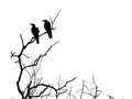 Silhouette branch of dead tree and crow