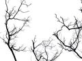 Silhouette branch of dead tree isolated Royalty Free Stock Photo