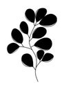 Silhouette branch with eucalyptus leaves, stem in black isolated on white background. Hand drawn vector illustration in doodle