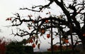 Silhouette of branch of Japanese persimmon tree and full of orange persimmon fruit on white sky background. Royalty Free Stock Photo