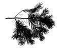 Silhouette of branch of pine tree. Vector illustration Royalty Free Stock Photo