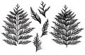 Silhouette of branch thuja, set. Ornamental tree. Separate elements. Vector illustration