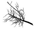 Silhouette of branch tree without leaves, isolated on white background. Vector illustration Royalty Free Stock Photo